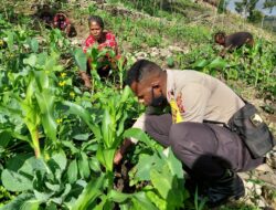 Kunjungan Satuan Binmas Ke Spot Pertanian Binmas Noken Desa Lira