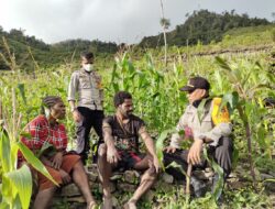 Program Binmas Noken, Kasat Binmas dan Anggota Sambangi Spot Petani Binaan Serta Berikan Alat Pertanian