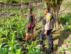 Berikan Edukasi dan Sosialisasi Cara Bertanam, Bhabinkamtibmas Polres Tolikara Kunjungi Spot Pertanian