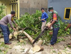 Sinergitas TNI – Polri Evakuasi Pohon Tumbang Yang Menimpa Jalan Pedesaan