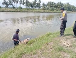 Sapi Milik Warga Mati Keracunan, Gerak Cepat Bhabinkamtibmas Lakukan Mediasi