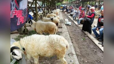 Kompetisi Keindahan Domba Elit Menjelang Idul Adha di Sleman