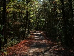 Terungkap: 5 Misteri Tersembunyi di Hutan Bunuh Diri Kaki Gunung Fuji