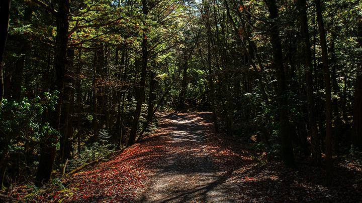 Rahasia Kelam Terkuak: Enigma Hutan Nyawa di Akar Fuji