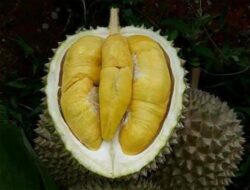 Menyingkap Misteri Si Raja Buah Durian Musang King: Asal-usul yang Menggugah Rasa Penasaran