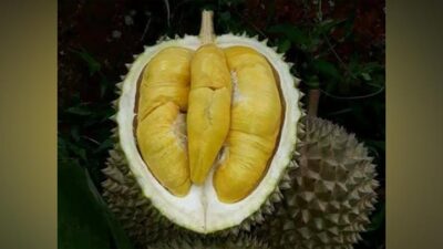 Menelusuri Enigma Si Raja Durian Musang King: Sebuah Penjelajahan Genetik yang Memukau