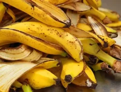 Kulit Pisang: Rahasia Terungkap, Manfaat Tepungnya untuk Tubuh yang Sehat