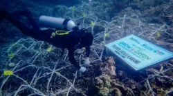 Oseanografi BRI: Melestarikan Biota Laut untuk Menopang Industri Pariwisata